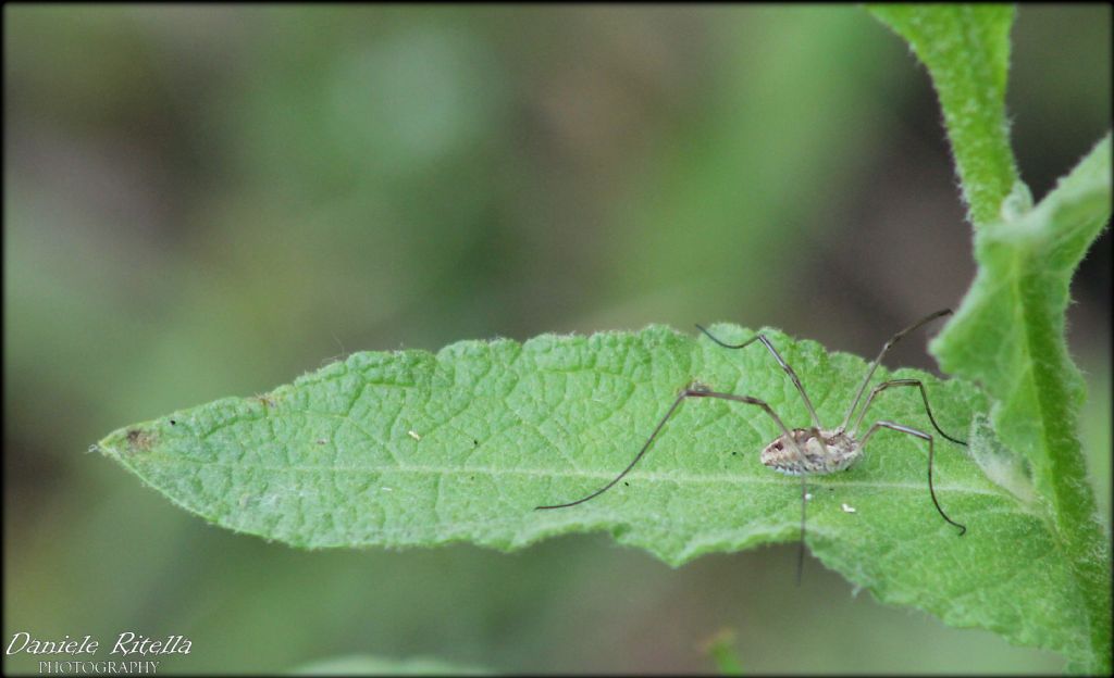 Metaphalangium propinquum? No, Mitopus morio (Phalangiidae)